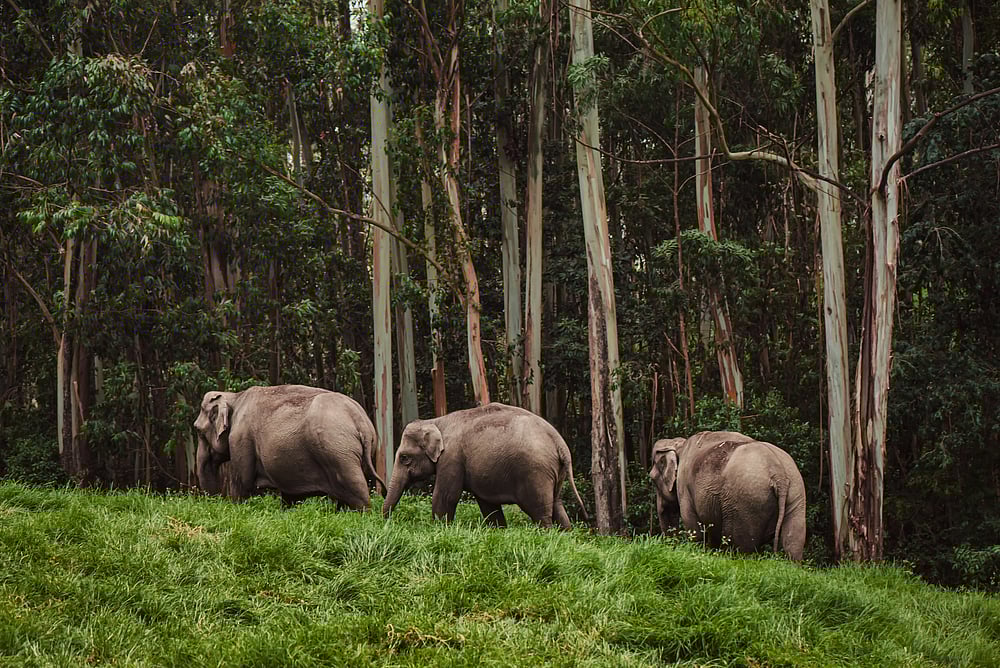 An elephant family in Periyar National Park